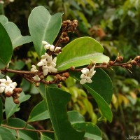 Erycibe paniculata Roxb.